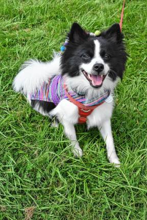 Photos: Shelter’s annual Dog Walk