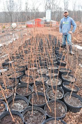 Rocky Hazelman plans to plant 249 Sugar maple trees in the cleared woodlands this spring. The trees have been growing and establishing roots in five-gallon pots.