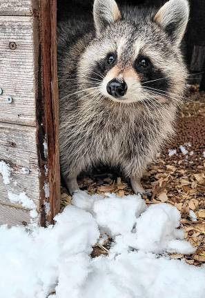 Last year, the refuge took in more than 300 raccoons.