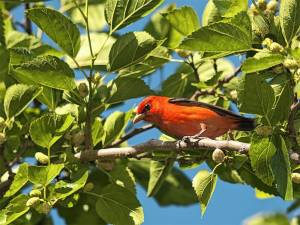 A scarlet tanager is an example of a neotropical migrating bird. (Photo by Bill Lynch)