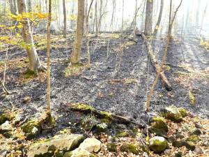 The wildfire in Sterling Forest spanned 5.9 acres.