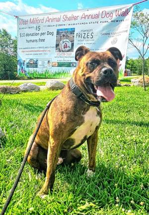 Duke is ready to join the West Milford Animal Shelter Society’s annual Dog Walk on Sept. 15. (Photo provided)