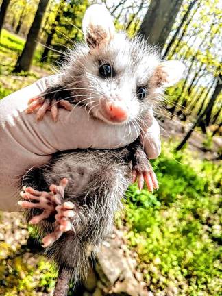 A baby possum.