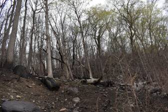 The effects of the Kanouse wildfire last month are visible in the Newark Watershed area near Echo Lake in West Milford. (Photos by Rich Adamonis)