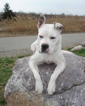 Holly Berry, a white Boxer mix, is the featured pet at the Walk-A-Dog-A-Thon next month. Holly is deaf and has some special needs. Meet her Sunday, Oct. 21 when you come out to support all of the homeless animals in West Milford.