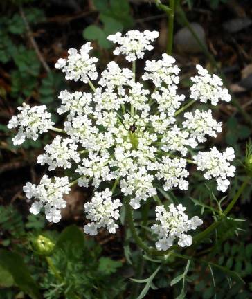 Is this summer's answer to a snow flake? Queen Anne's Lace, a common weed, is abundant this time of year. But even a weed has complex beauty if you look closely. This one has a purple sterile floret in the center. Photo by Ginny Raue