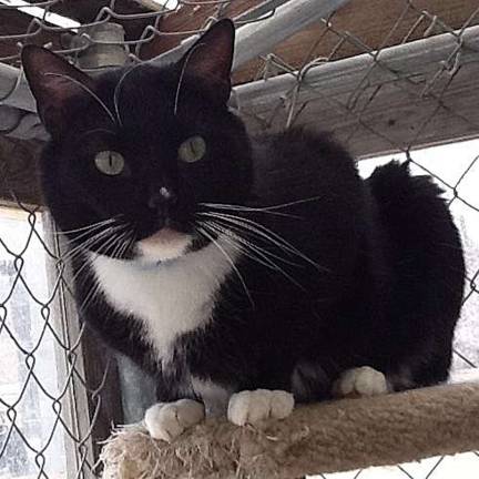 Kyle is an outgoing, happy cat at the West Milford Animal Shelter.