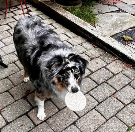 Coaster thief Ozzie.