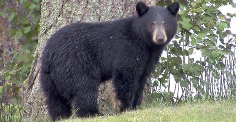 New Jersey Woman Attacked By Bear As She Checked Her Mail