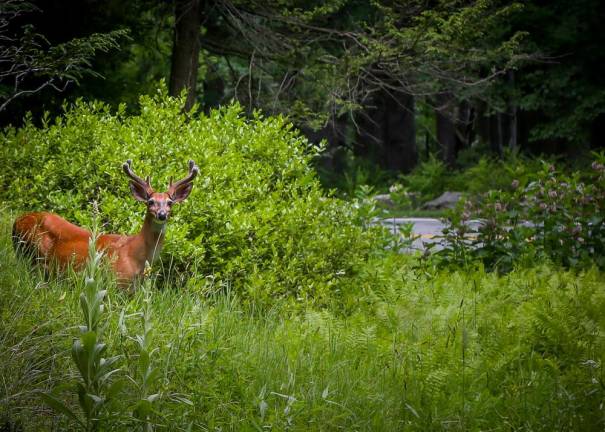 <b>Harriman State Park, Harriman, NY. Photo by Sammie Finch</b>