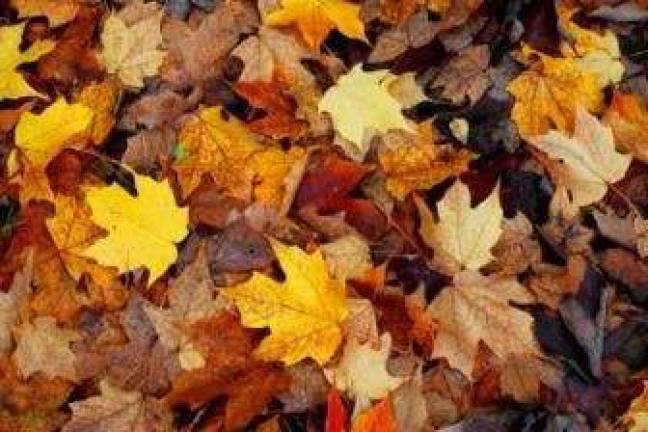 It's a perfect time to begin leaf composting