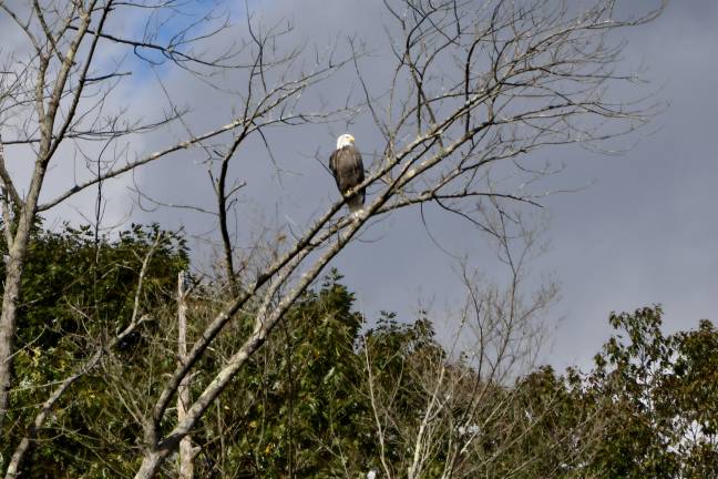 Bald eagles no longer ‘endangered’ in New Jersey, but not everyone’s celebrating