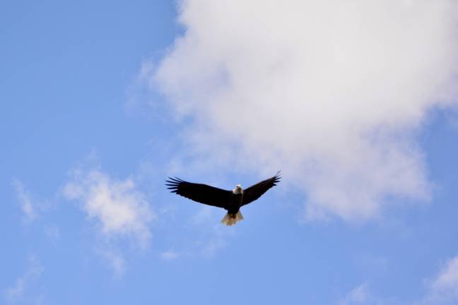 Bald eagles no longer ‘endangered’ in New Jersey, but not everyone’s celebrating