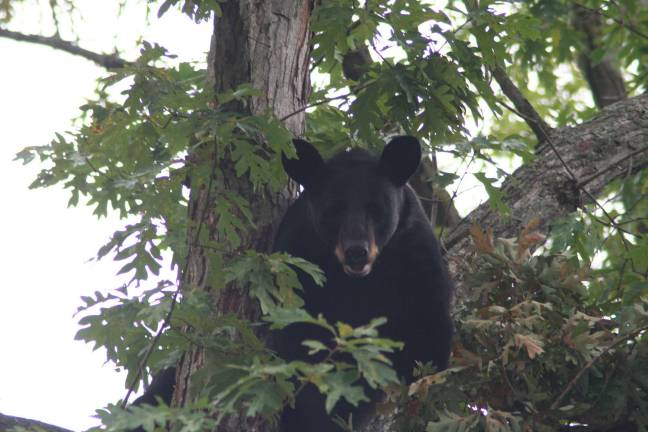 Bear killed after breaking into Pinecliff Lake home