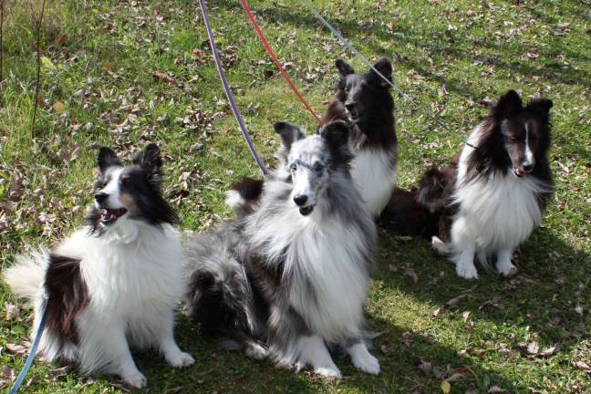 These adorable Shelties, Bobby, Kera, Ben and Daisy Mae, are working therapy dogs. Owner Gail Taddeo reports that they are between 11-13 years of age. Lookin' good lads and lassies.