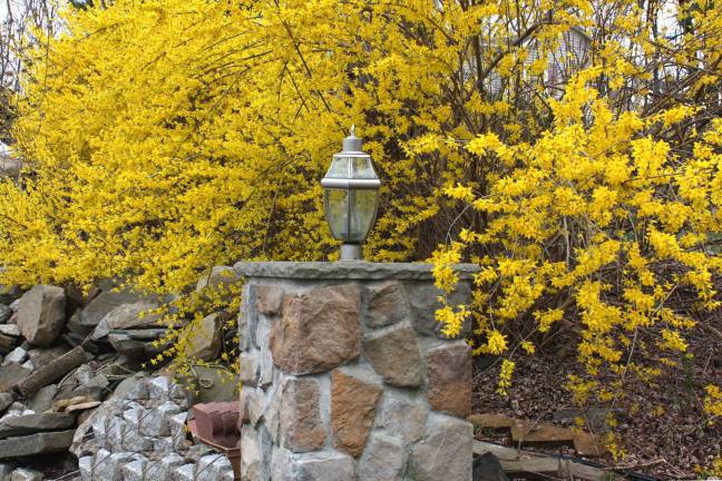 Blooming forsythia brightens the landscape in West Milford in early spring. Photo by Ginny Raue