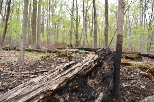 New growth is visible in the area burned by the Kanouse wildfire last month.