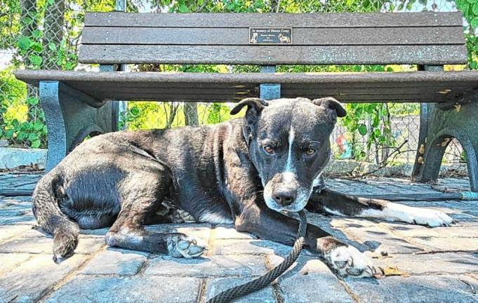 Shelter dog Alex rests in the shade in the Memorial Garden.