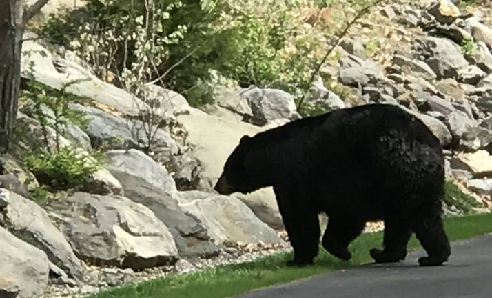 PHOTO BY STEVE SANGLE Steve Sangle took this shot of a black bear strolling through his back yard in the Pinecliff Lake community. He estimated its weight at 400 pounds.