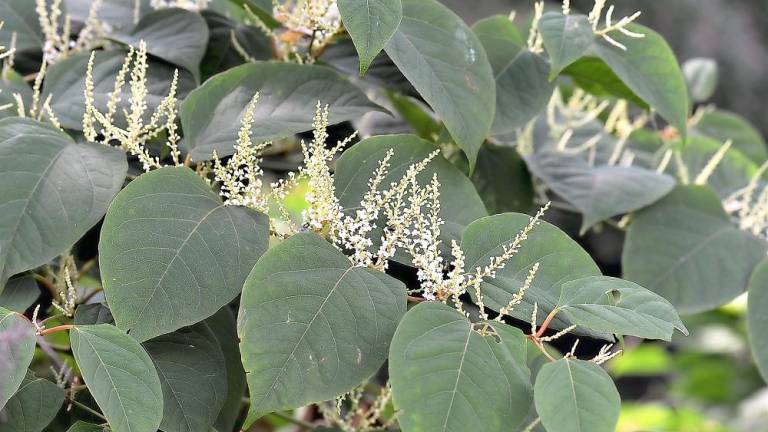 Japanese knotweed (Photo provided)