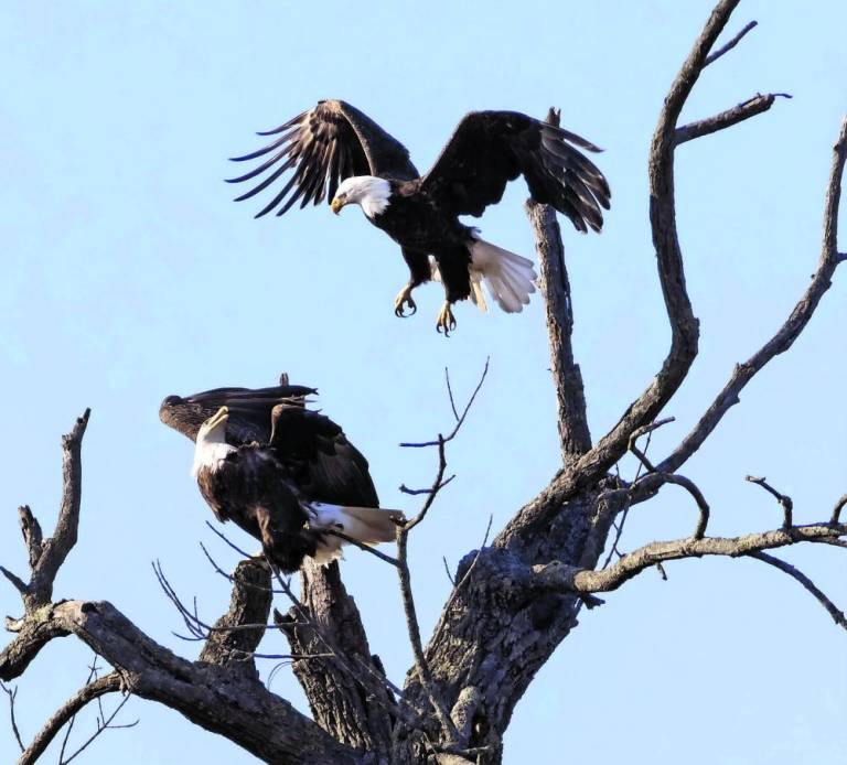 $!Courting eagles